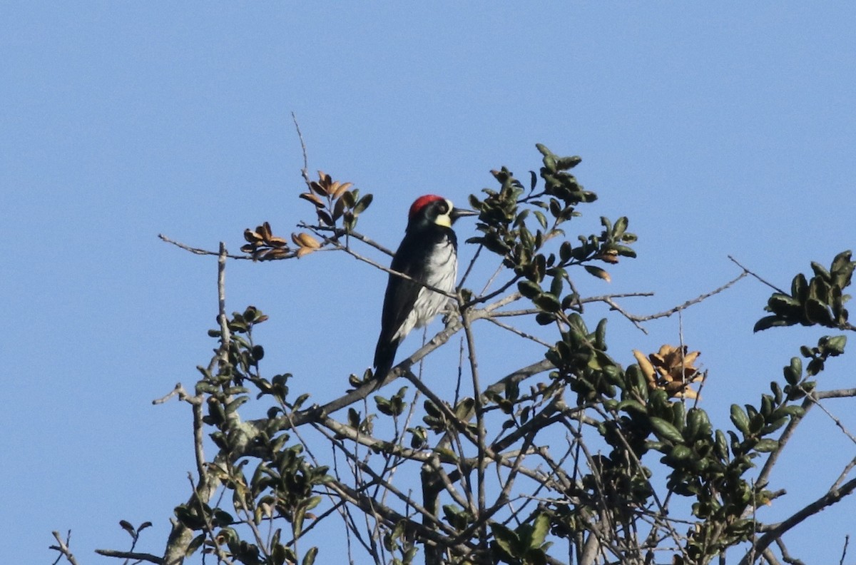 Acorn Woodpecker - ML498616921