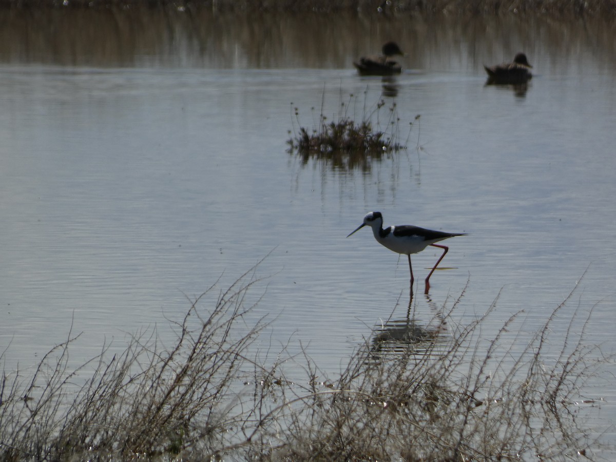 Black-necked Stilt - ML498617021