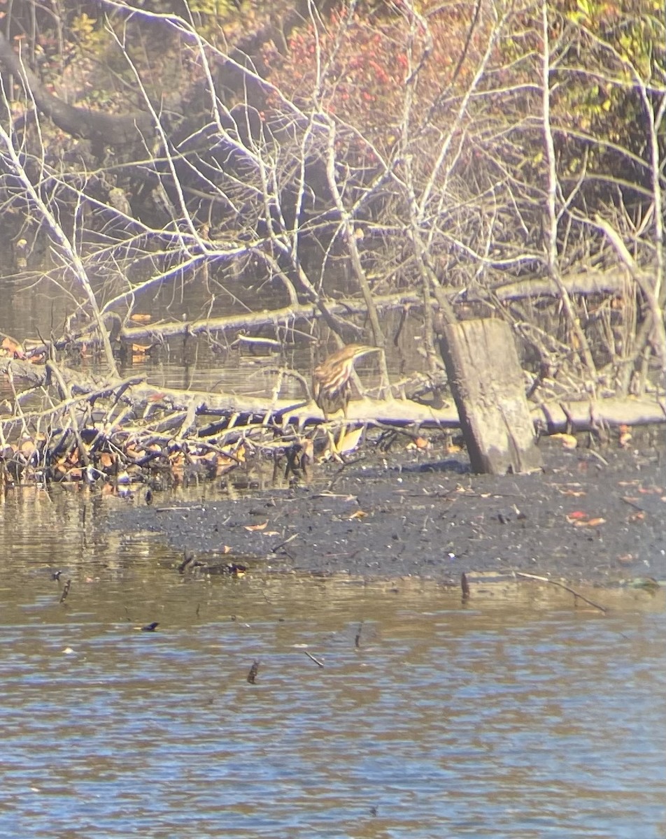American Bittern - ML498617441
