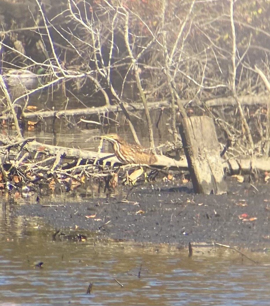 bukač severoamerický - ML498617501