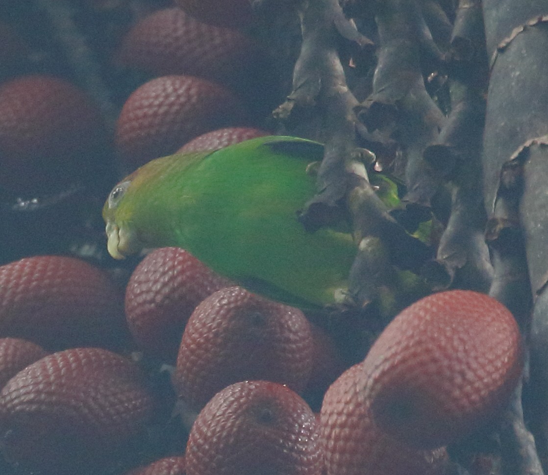 papoušík rudoocasý - ML498617971