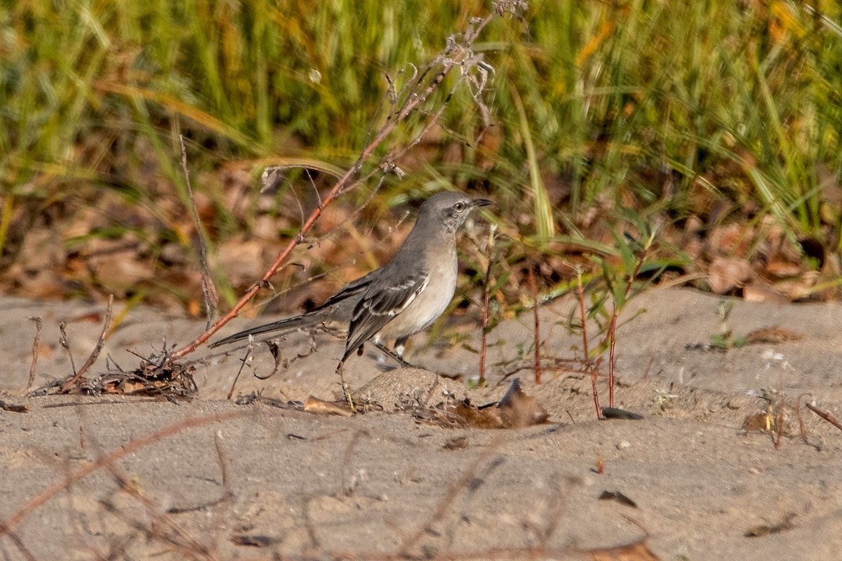 חקיינית צפונית - ML498618621