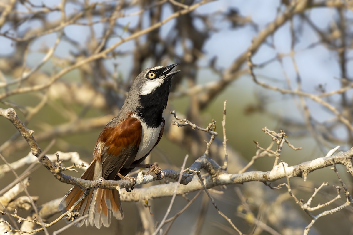 Red-shouldered Vanga - Bradley Hacker 🦜