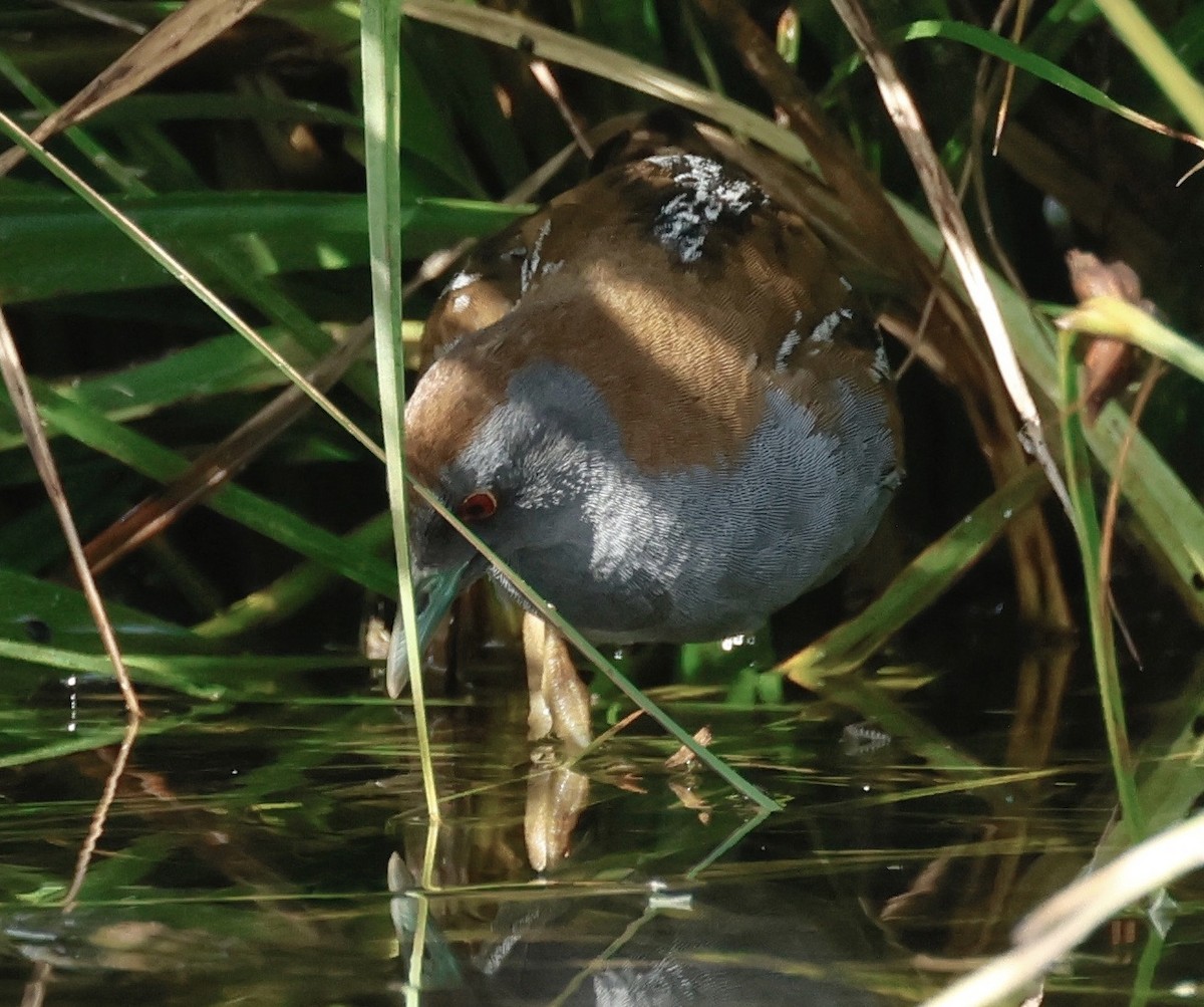 Baillon's Crake - Garret Skead