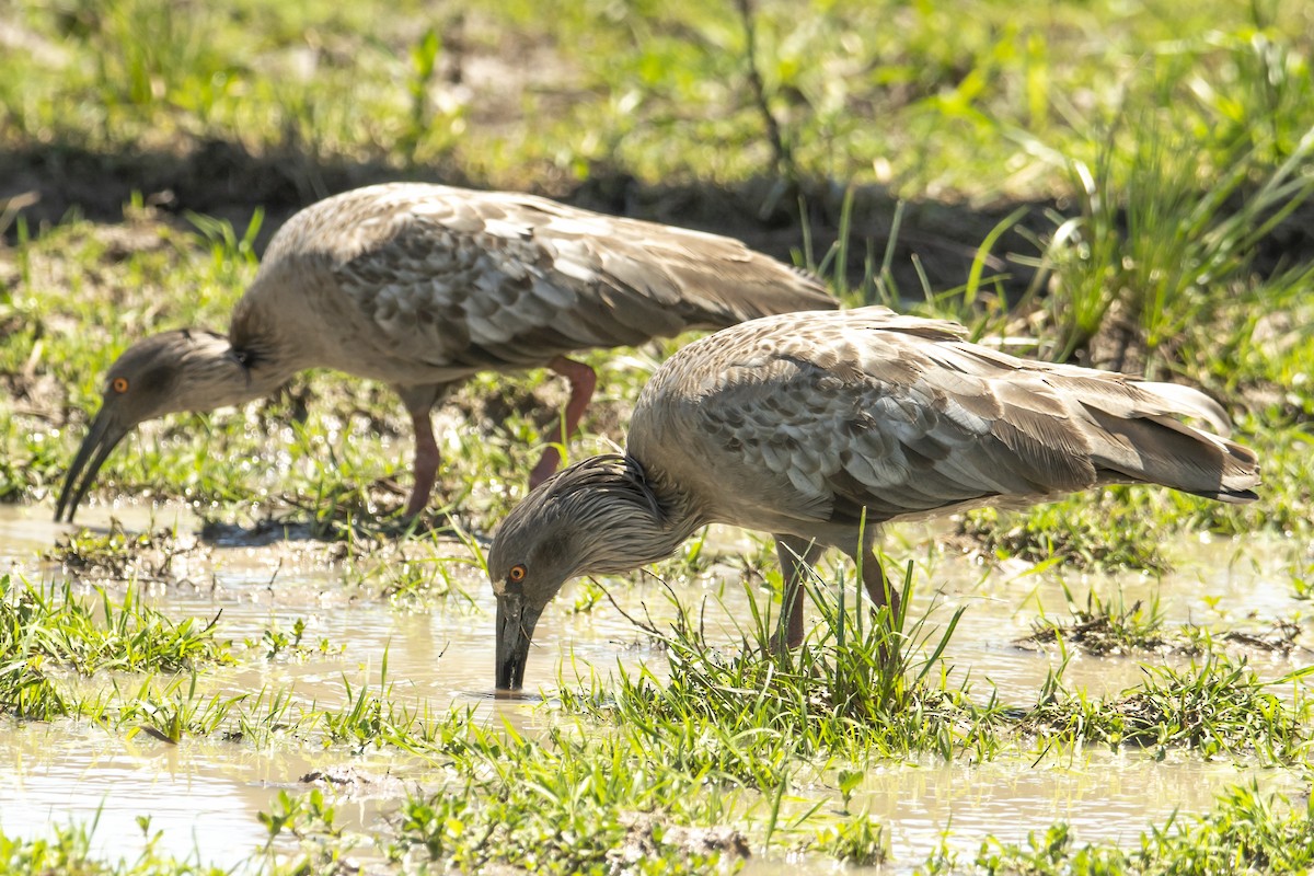 Plumbeous Ibis - ML498620651