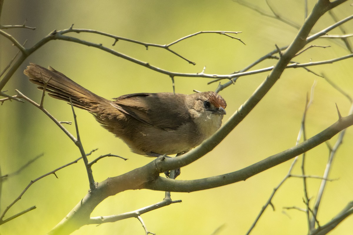 Rufous-fronted Thornbird - Andy Bowen