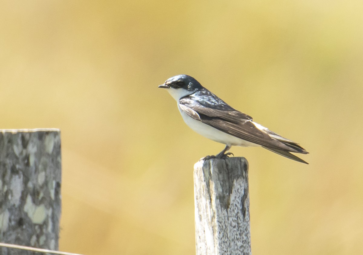 White-rumped Swallow - ML498620901