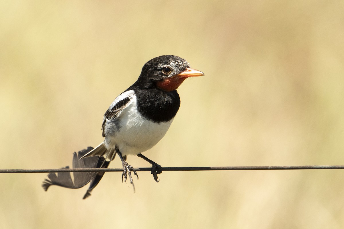 Strange-tailed Tyrant - Andy Bowen