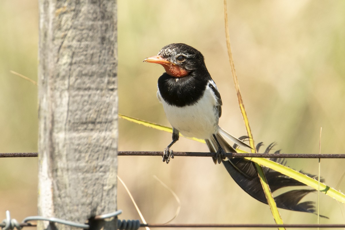 Strange-tailed Tyrant - Andy Bowen