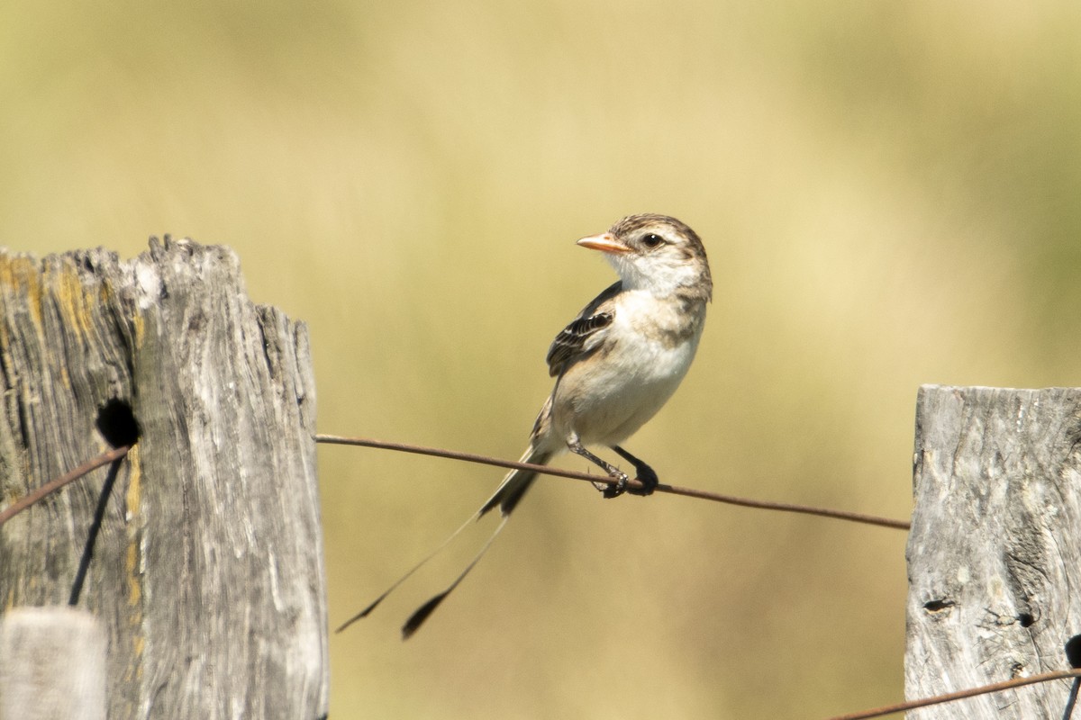 Strange-tailed Tyrant - Andy Bowen