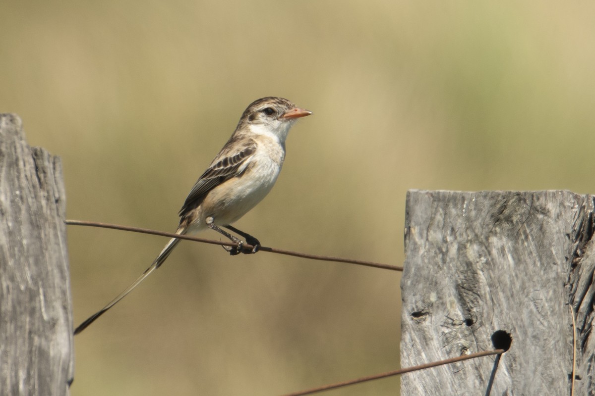 Strange-tailed Tyrant - ML498621061