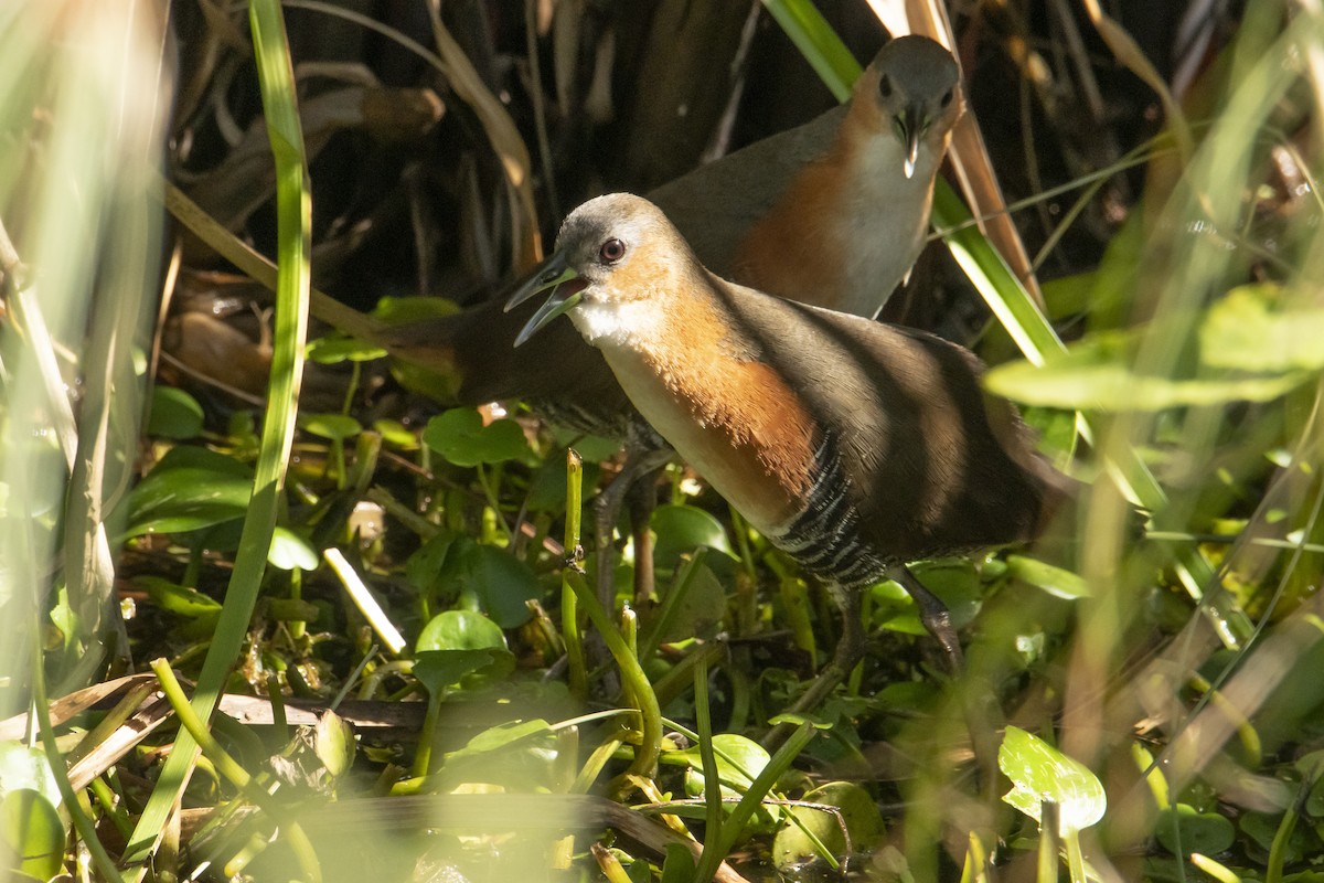 Rufous-sided Crake - Andy Bowen