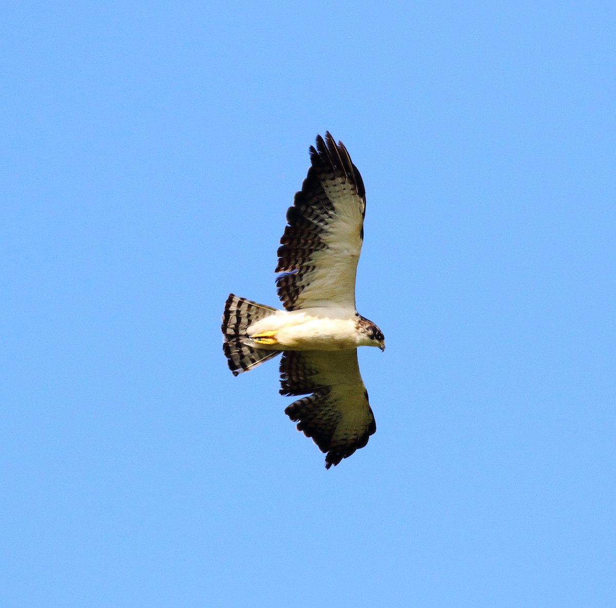 Short-tailed Hawk - ML498621431