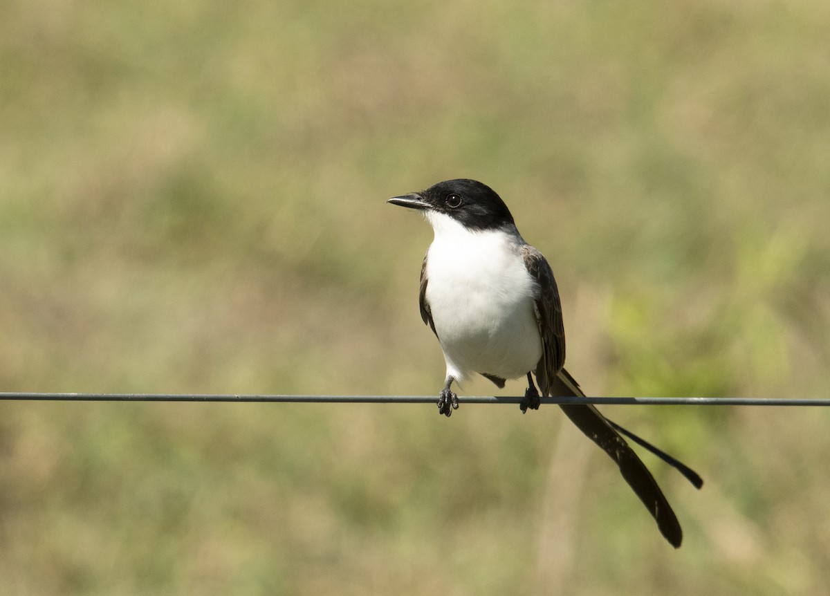 Fork-tailed Flycatcher - ML498621481