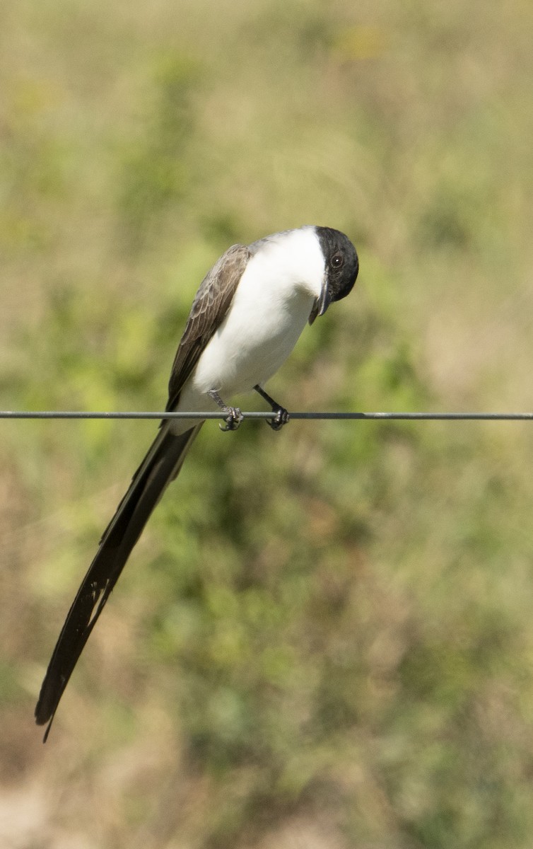 Fork-tailed Flycatcher - ML498621501