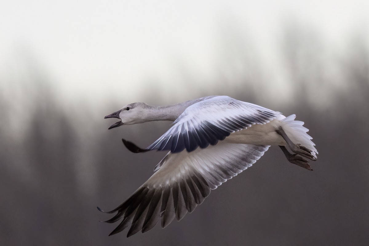 Snow Goose - Bob Bowhay