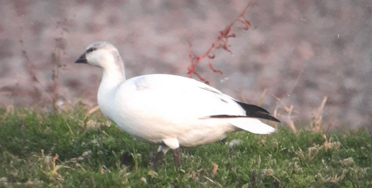 Ross's Goose - ML498621771