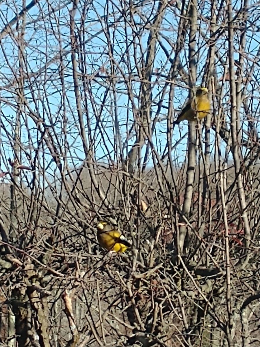 Evening Grosbeak - Sara Fisher