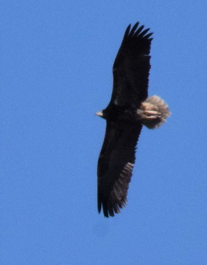 Egyptian Vulture - ML498623331