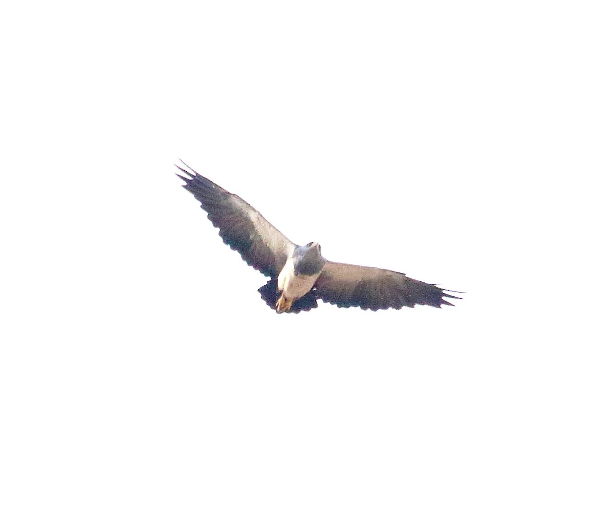 Black-chested Buzzard-Eagle - ML498623421