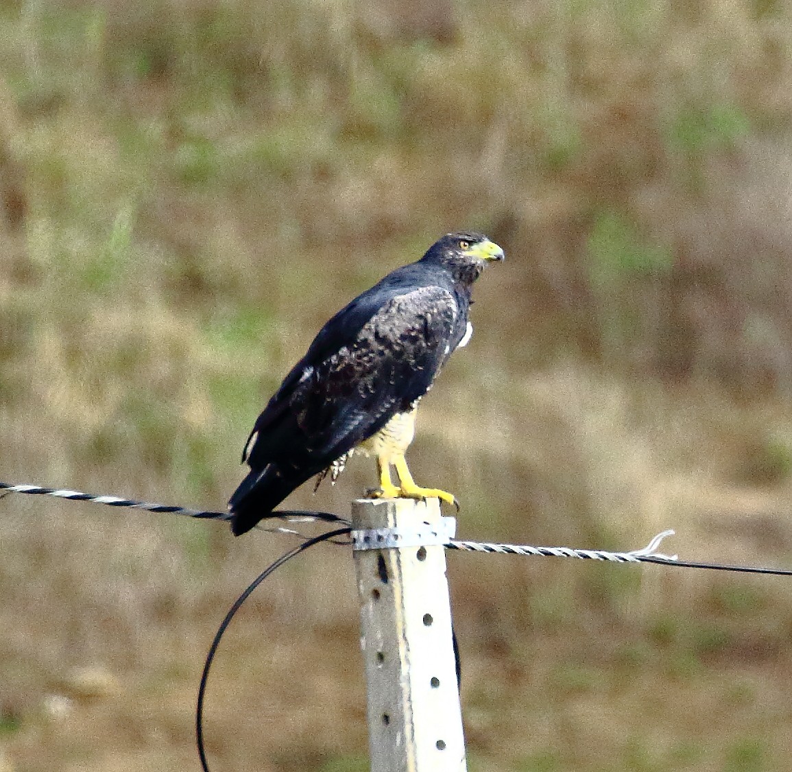 Black-chested Buzzard-Eagle - ML498623441