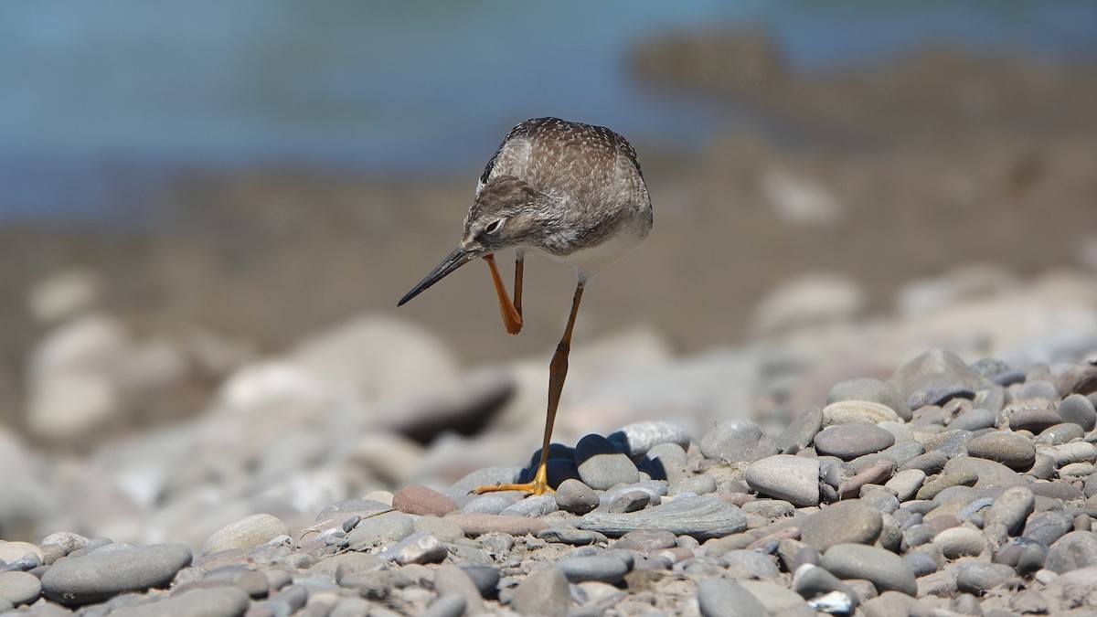Lesser Yellowlegs - ML498623801