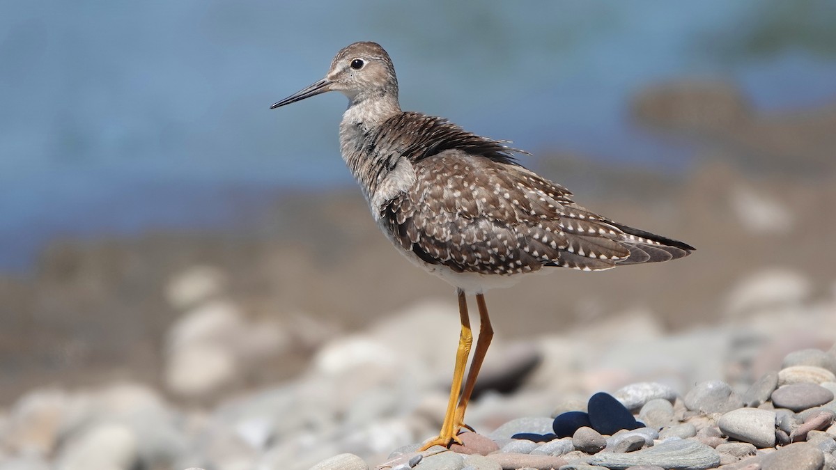 Lesser Yellowlegs - ML498623861