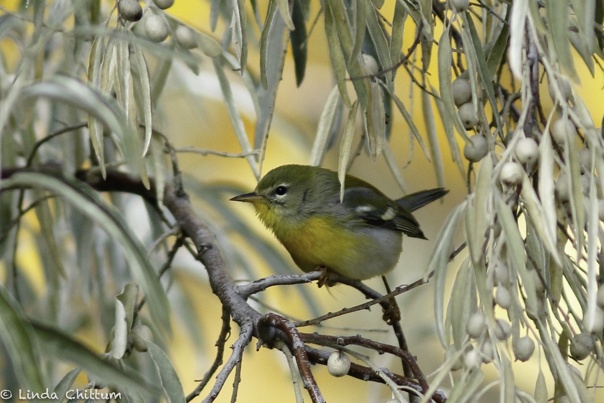Northern Parula - ML498624791