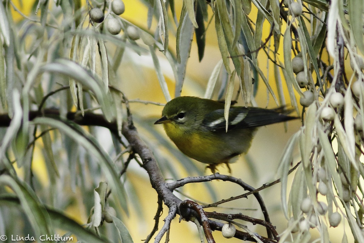 Northern Parula - ML498624801