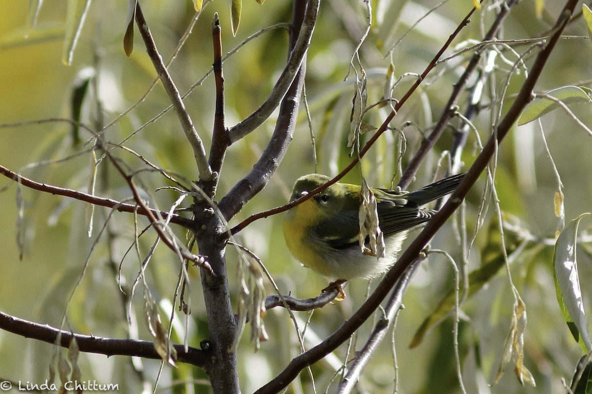 Northern Parula - ML498624811