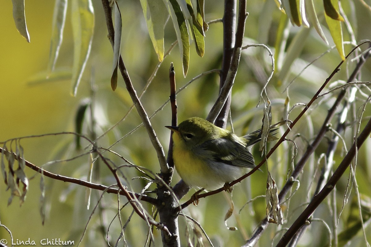 Northern Parula - ML498624821