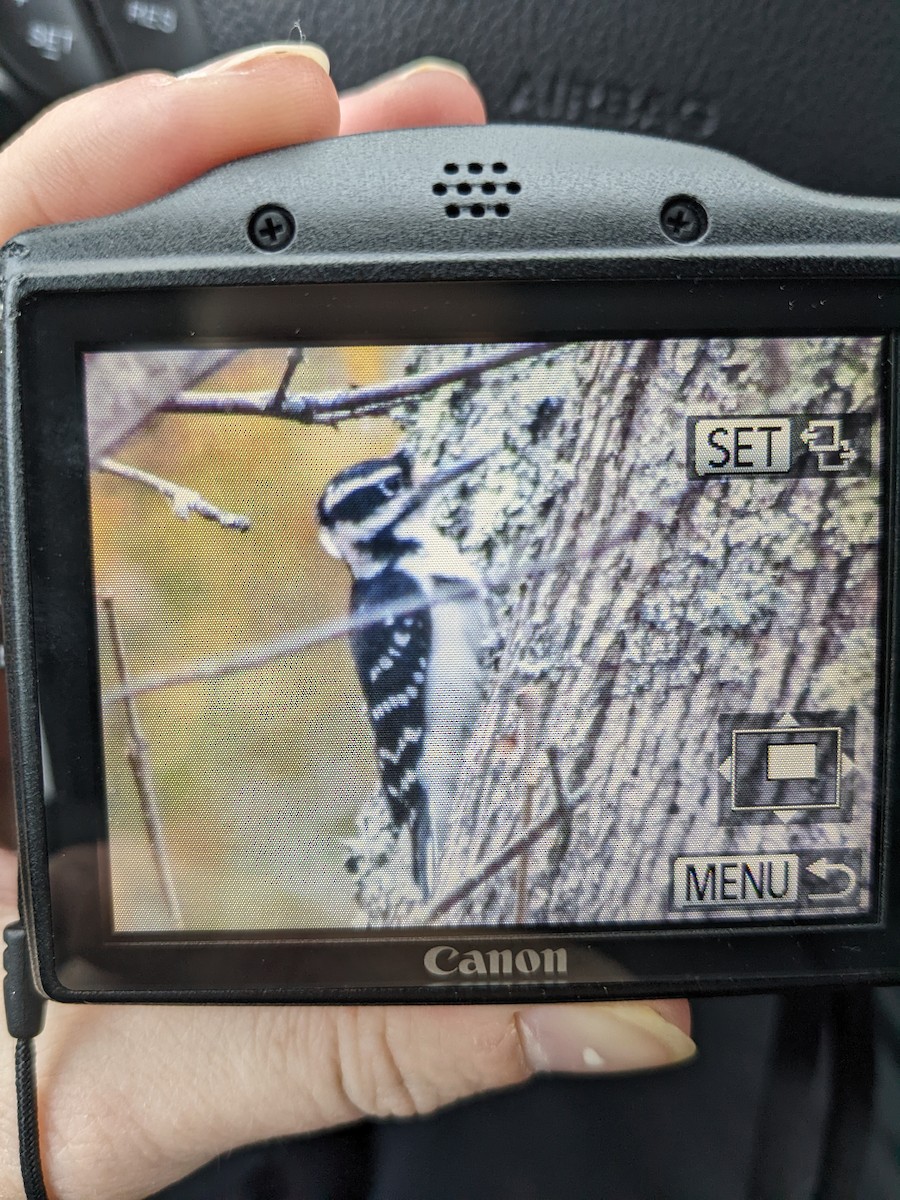 Hairy Woodpecker - ML498624901