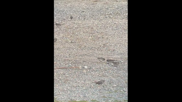 Junco Ojioscuro (hyemalis/carolinensis) - ML498625341