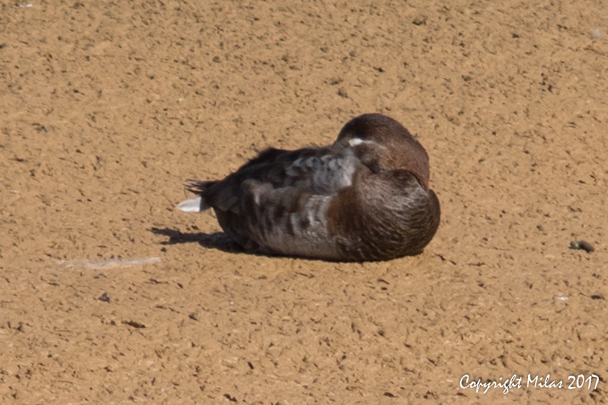 Common Pochard - ML49862631