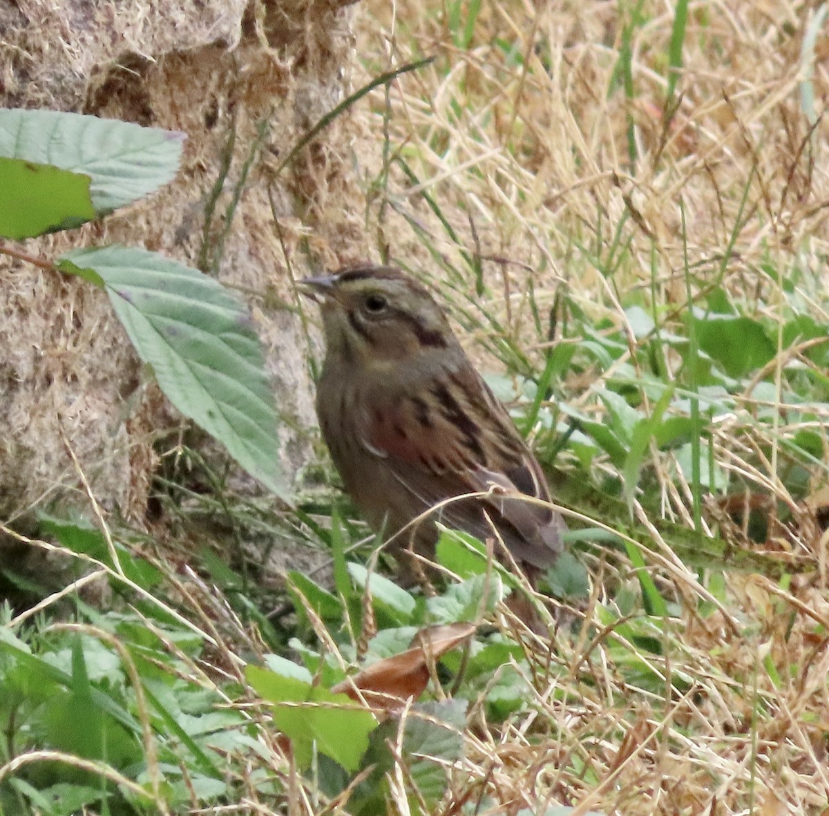 Swamp Sparrow - Marc Howlett