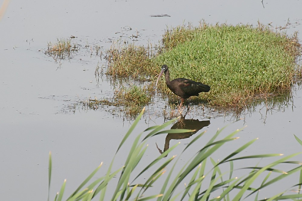 Glossy Ibis - ML498626621