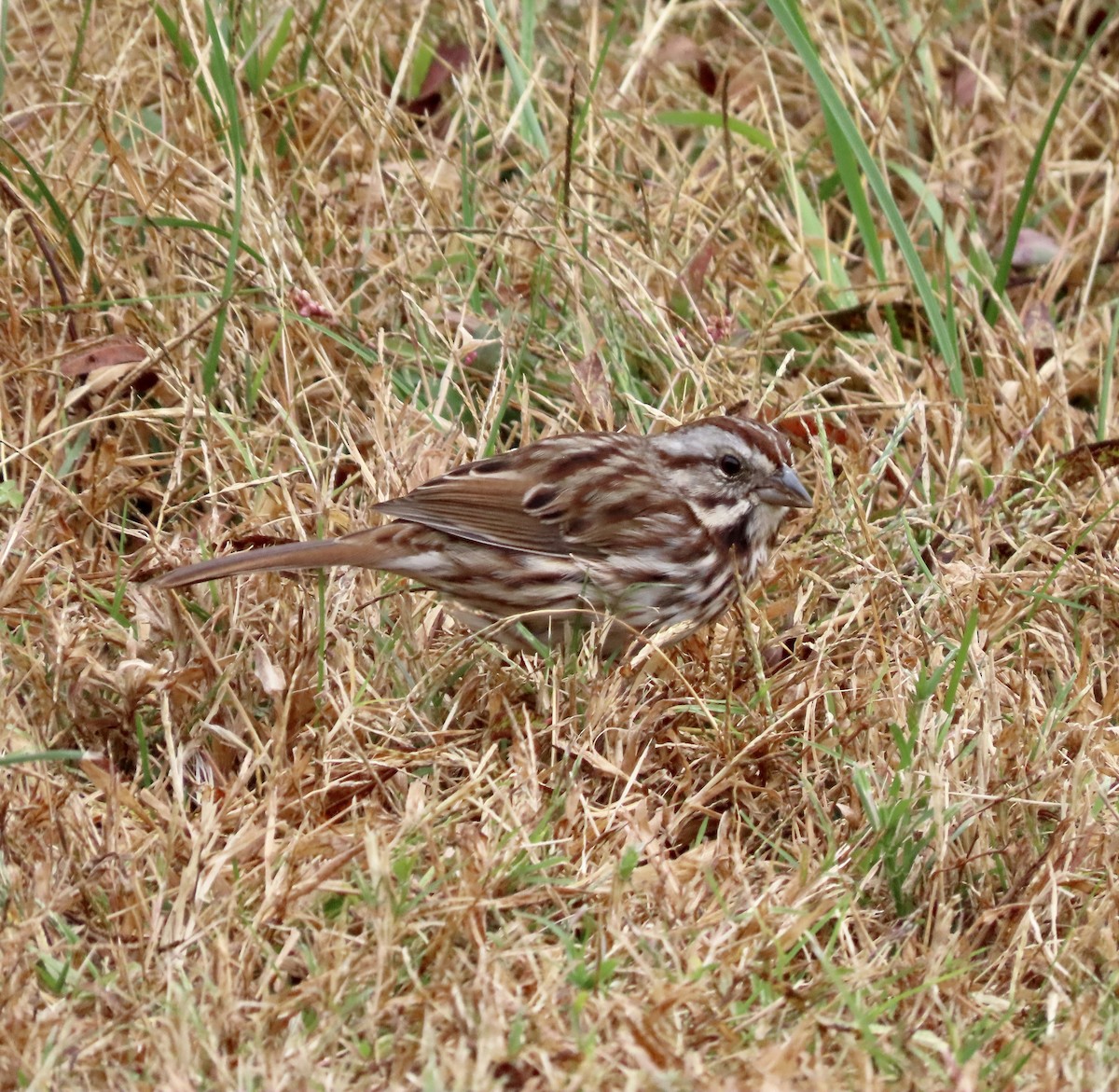 Song Sparrow - ML498626641