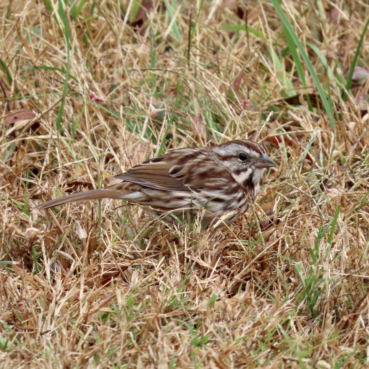 Song Sparrow - ML498626651