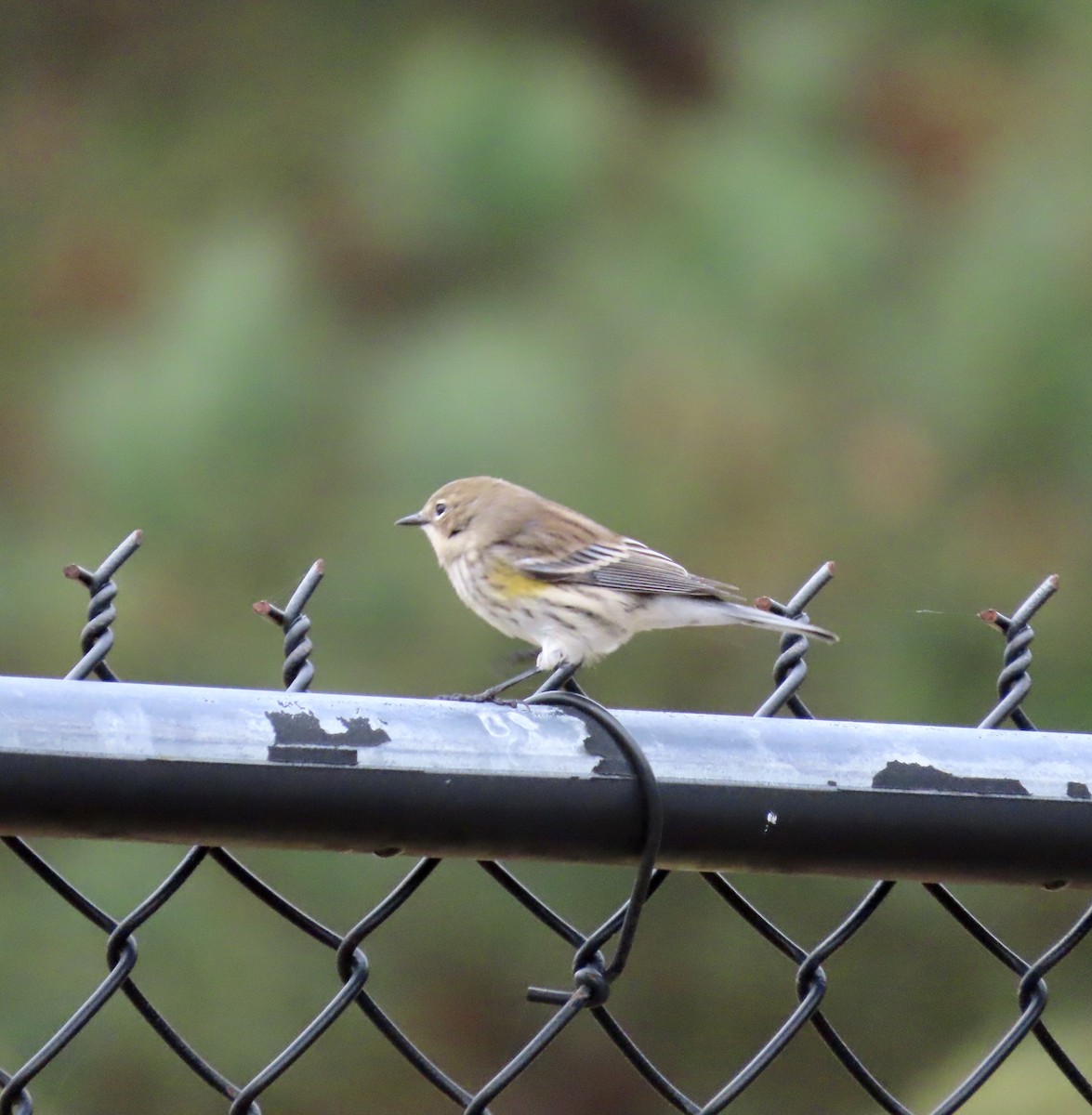 Yellow-rumped Warbler - Marc Howlett