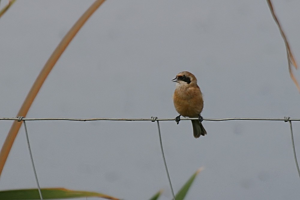 Pájaro Moscón Europeo - ML498626671