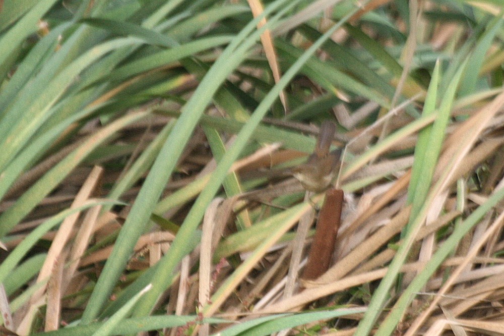 Common Reed Warbler - ML498626711