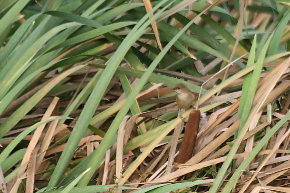 Common Reed Warbler - ML498626751