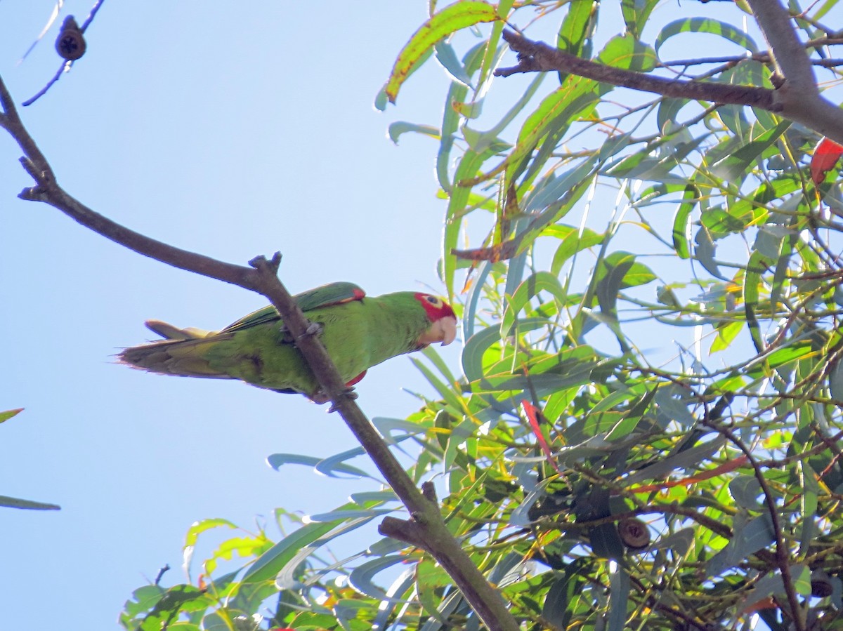 Guayaquil Papağanı - ML498627141