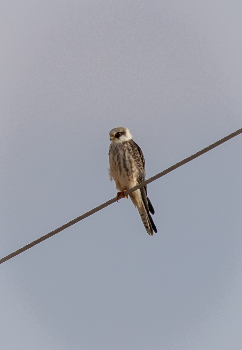 Red-footed Falcon - ML498628251