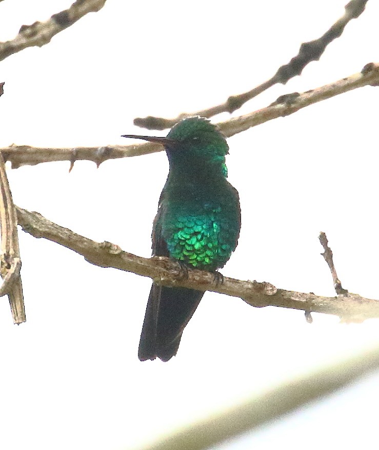 Blue-chinned Sapphire - Mats Hildeman