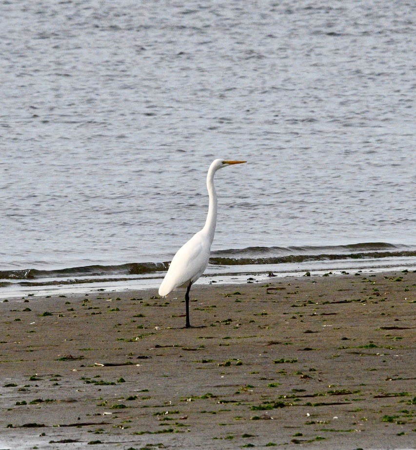 Great Egret - Terri Needham