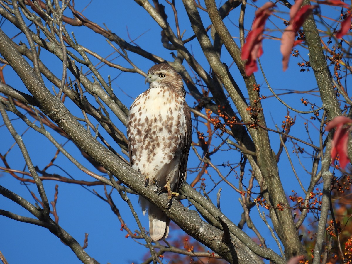 Red-tailed Hawk - ML498632161