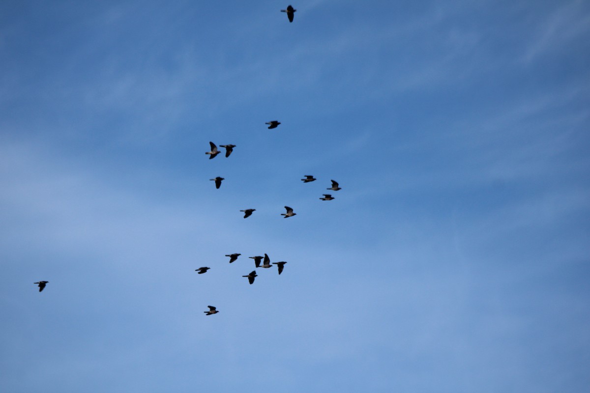 Band-tailed Pigeon - Tom Uslan