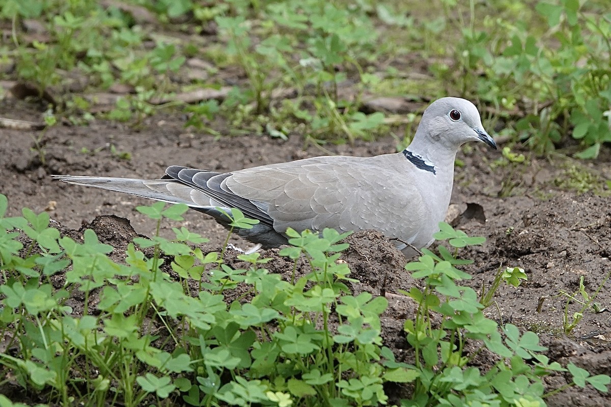 Eurasian Collared-Dove - ML498637851