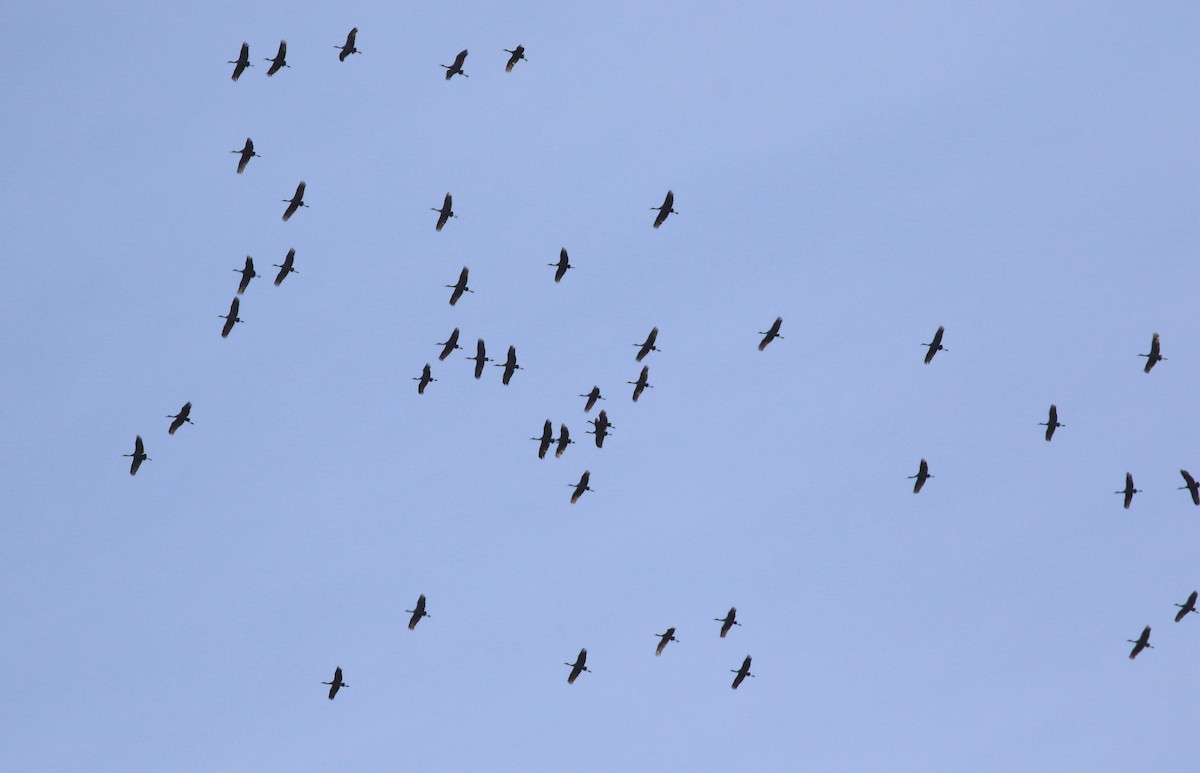 Sandhill Crane - ML498637871